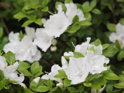 Azalea japonica 'Panda'